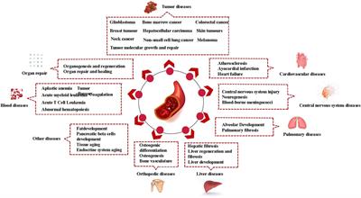 The Role and Mechanism of the Vascular Endothelial Niche in Diseases: A Review